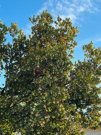 Albero di corbezzolo