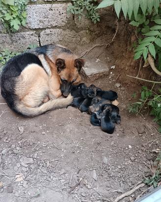 Cuccioli pastore tedesco