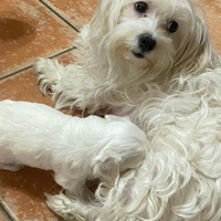 Cuccioli di maltese