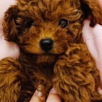 Cuccioli di barboncino Toy Red