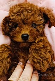 Cuccioli di barboncino Toy Red