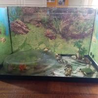 acquario 