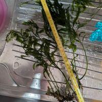 Felce d’acqua africana, Bolbitis heudelotii