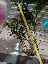 Felce d’acqua africana, Bolbitis heudelotii