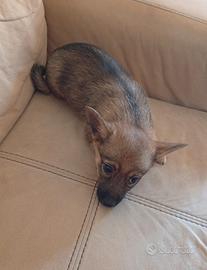 cucciolo