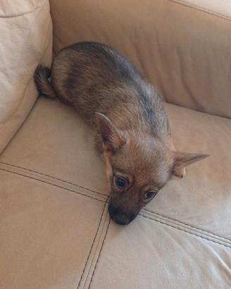 cucciolo