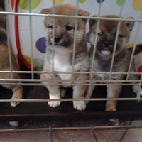 Disponibili shiba inu