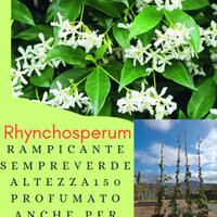 PIANTA DA SIEPE RHYNCOSPERUM