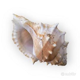 Affascinante Conchiglia Marina di Ranella