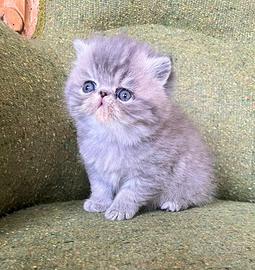 Cucciola di exotic shorthair femmina