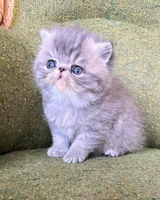 Cucciola di exotic shorthair femmina
