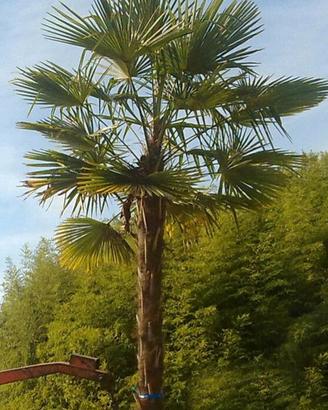 Palma (Chamaerops Excelsa - Trachycarpus Fortunei)