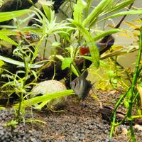 Piante acquario rapide