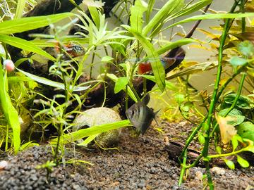 Piante acquario rapide