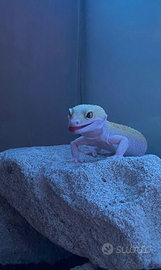 Geco leopardino