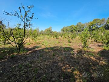 San Sperate. Pescheto di 5600mq