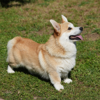 Welsh Corgi Pembroke