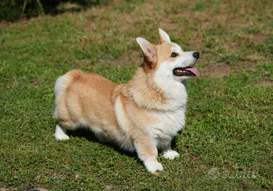 Wellsh Corgi Pembroke