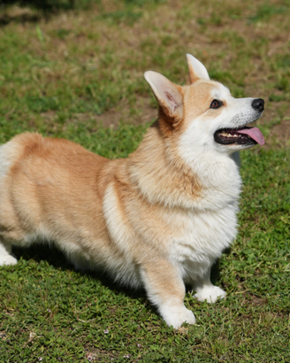 Welsh Corgi Pembroke