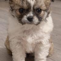 Chihuahua femmina pelo lungo pedigree Enci