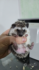 Cuccioli riccio africano