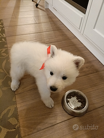 Pastore Svizzero bianco