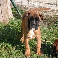 Cucciole di Boxer