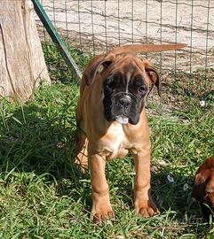 Cucciole di Boxer
