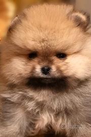 Spitz di Pomerania nano