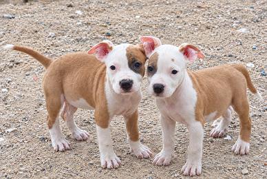 Amstaff Maschi con pedigree ENCI