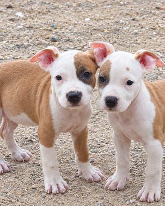 Amstaff Maschi con pedigree ENCI