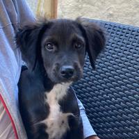 Adozione cucciolo 4 mesi