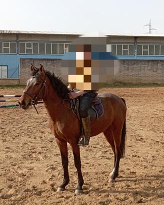 Pony x scuola