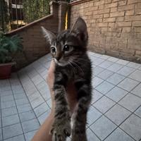 Gatto 2 mesi