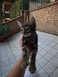 Gatto 2 mesi