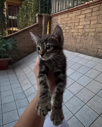Gatto 2 mesi