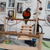 Loro arcobaleno