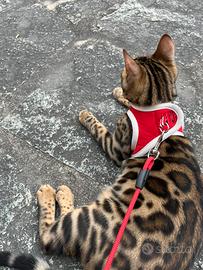 Gatto del bengala per accoppiamento