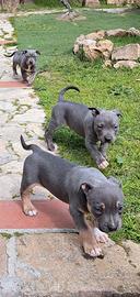 Pitbull tricolor