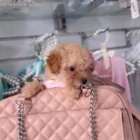 Cucciola barboncina toy albicocca