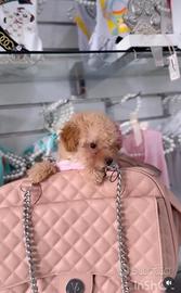 Cucciola barboncina toy albicocca