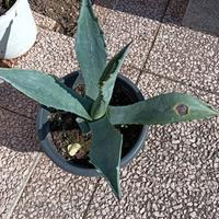 pianta di Agave