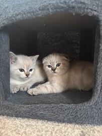Gattini Scottish fold/straight