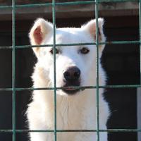 Cane 7 ANNI SIMIL PASTORE SVIZZERO IN CANILE