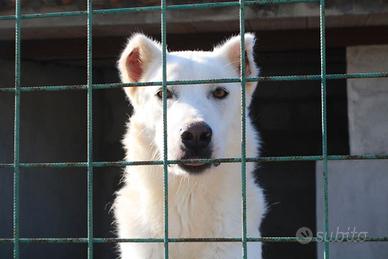 Cane 7 ANNI SIMIL PASTORE SVIZZERO IN CANILE