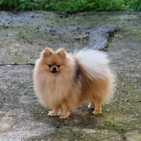 Spitz per accoppiamento