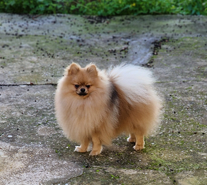 Spitz per accoppiamento