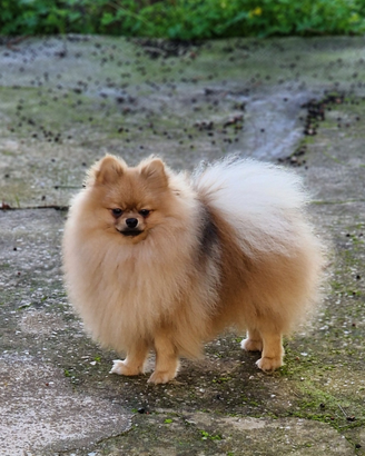 Spitz per accoppiamento