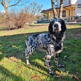 Setter inglese maschio