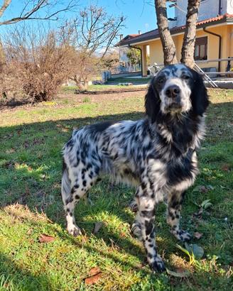 Setter inglese maschio